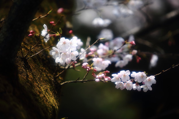 Photos: 7F1A2578