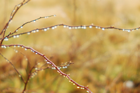 Droplets of thorns.