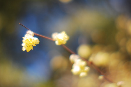 Yellow flowers.