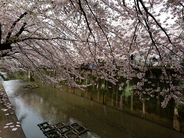 石神井川　桜