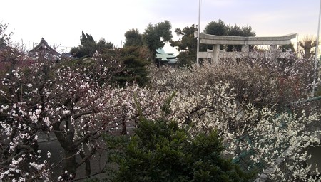 町田天満宮の梅