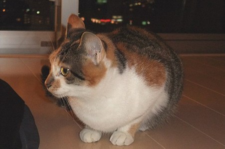 2009111503