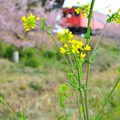 Photos: キハ52を強引に春風景w