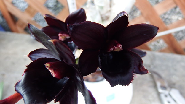 Fredclarkeara After Dark ‘S.V.O Black Pearl’FCC/AOS