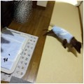 Photos: 2014081401