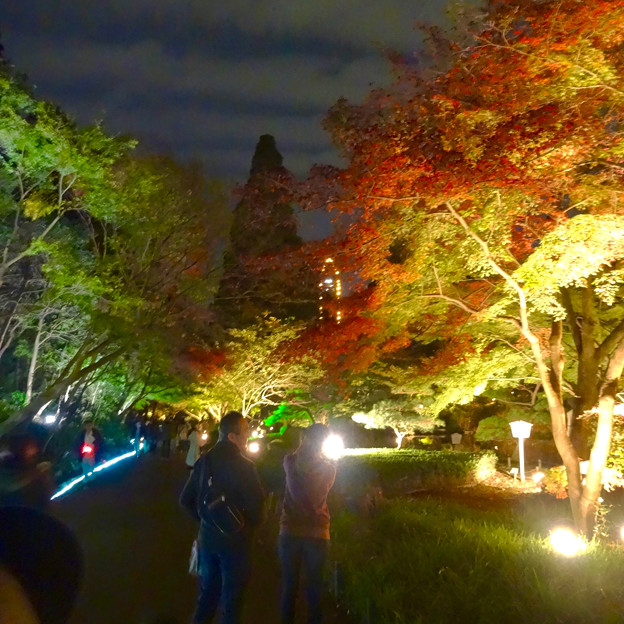 東山動植物園 紅葉ライトアップ 2015 No - 77
