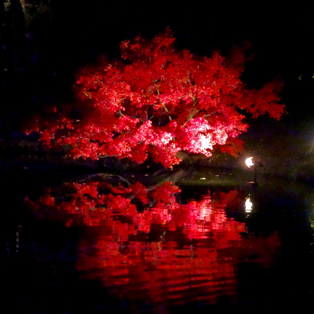 白鳥庭園「紅葉ライトアップ 2015」No - 117:池に反射する真っ赤なモミジ