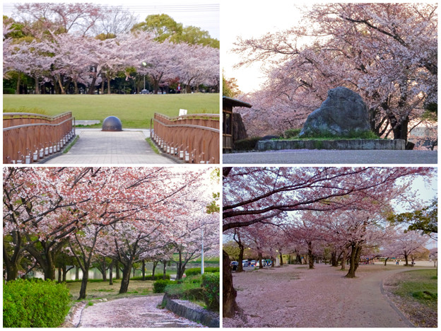満開を過ぎ、散り始めた、落合公園の桜(2016年4月8日) - 34