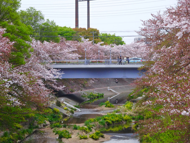 山崎川の桜並木(2016年4月10日) - 19
