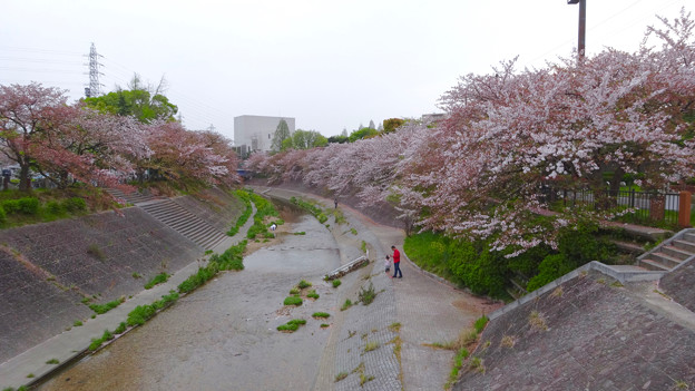 山崎川の桜並木(2016年4月10日) - 29
