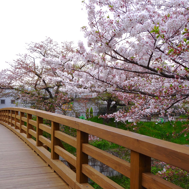 山崎川の桜並木(2016年4月10日) - 68