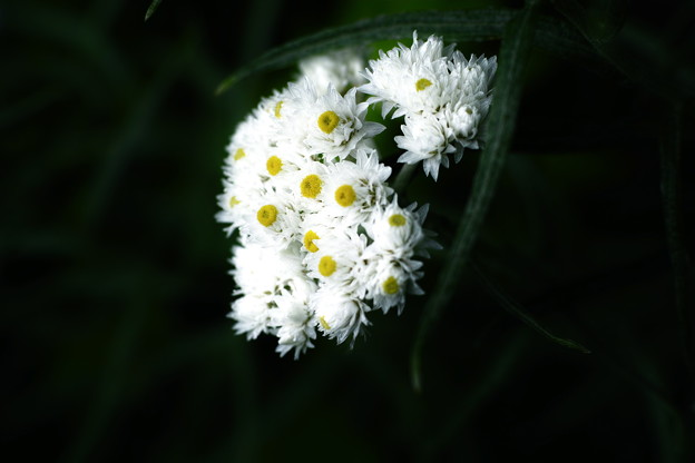 _SDI1744