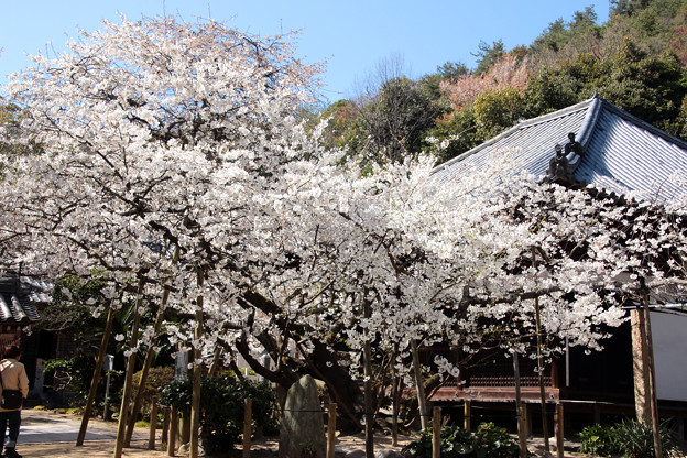 大宝寺の乳母桜 - 写真共有サイト「フォト蔵」