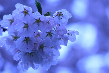 雨に打たれる桜