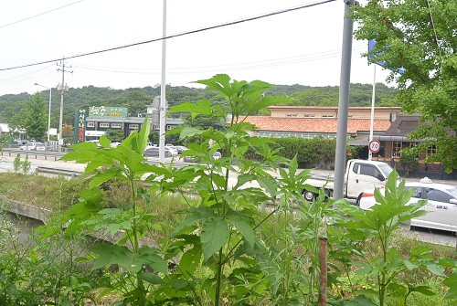 resize0271 写真: resize0271