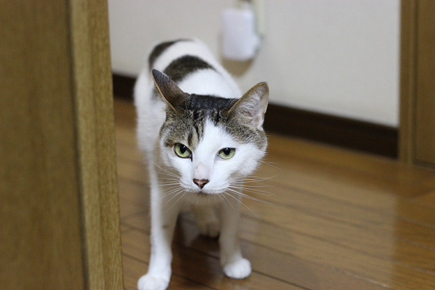 resize8564 写真: resize8564