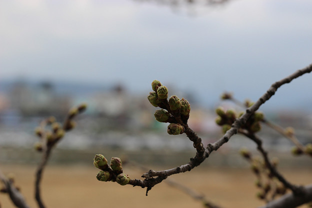resize9263 写真: resize9263
