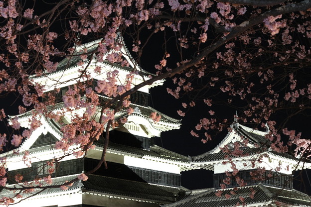 Photos: 夜の松本城