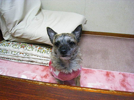 こうめ