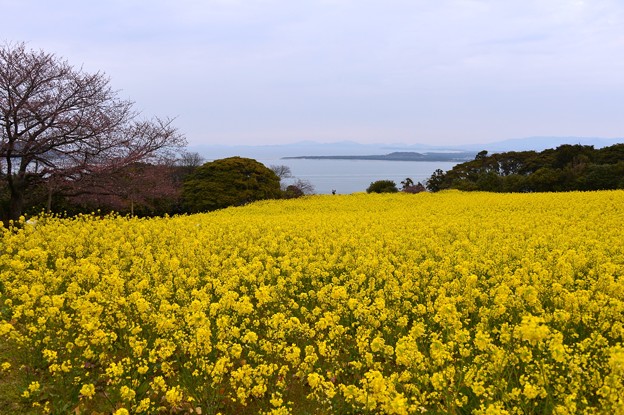 能古島 菜の花畑 写真共有サイト フォト蔵