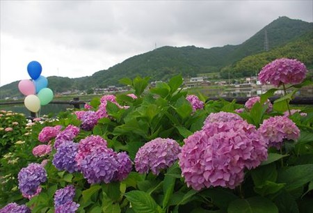 IMGP9707_0608