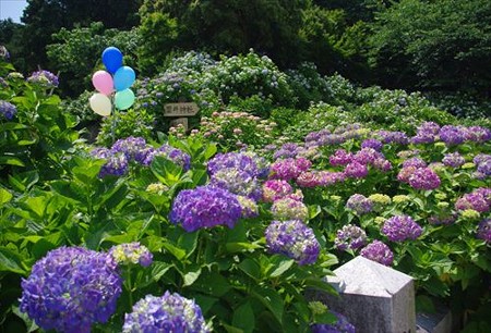 IMGP9908_0608