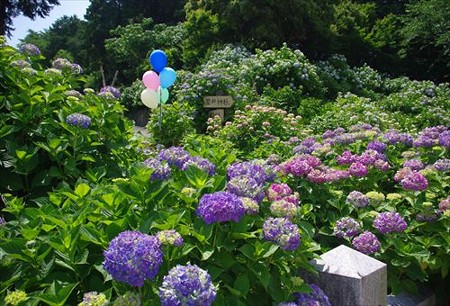 IMGP9937_0608
