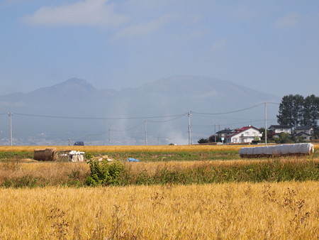 佐久平の水田