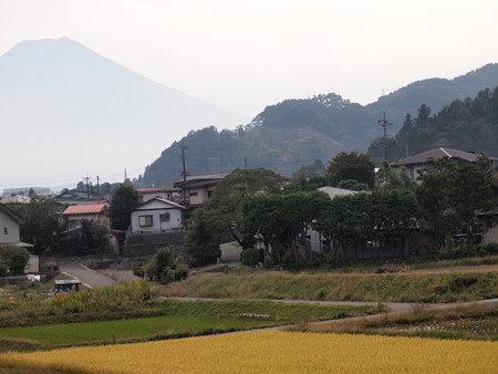富士山と黄金色の水田