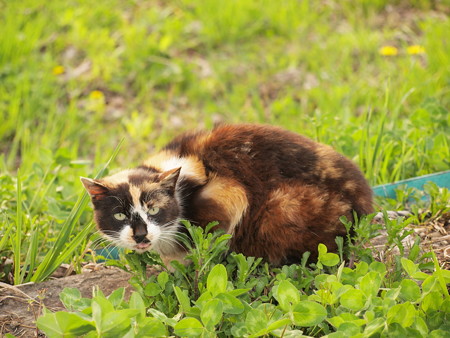 会津荒海駅にいた猫02