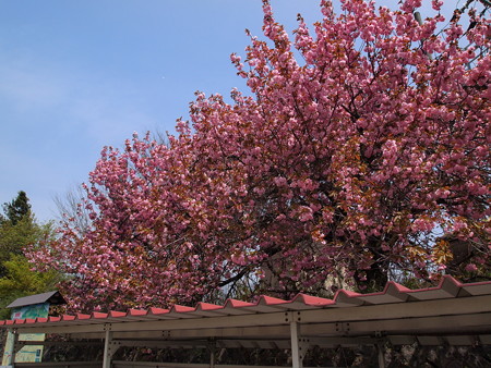 磐梯町の桜01