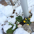Photos: 大雪に耐えたけど疲れた花を見つめることができて ～One two two