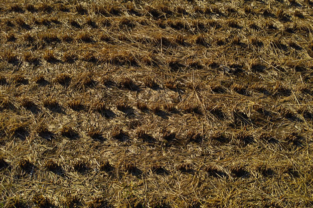 SDIM0056