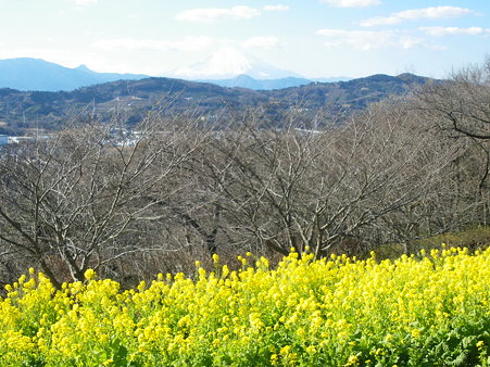 吾妻山の菜の花