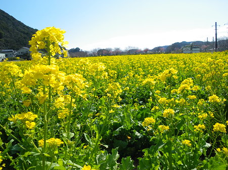 菜の花ウエディング