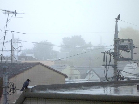 朝焼け→霧雨(カラス2羽)_2015.11.27.-02