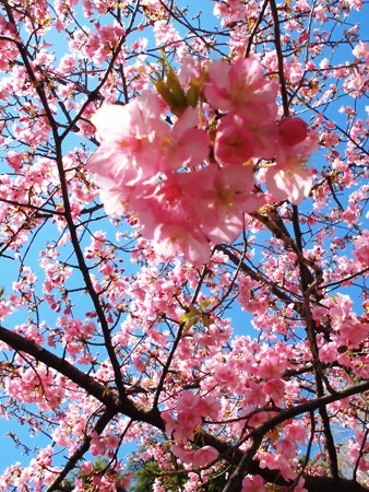 林試の森公園_河津桜(2016.Feb.)-05