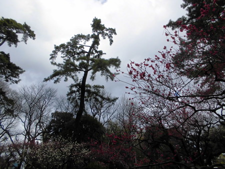 宝来公園(2016.Feb.)_梅-07