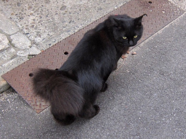 _141022 053 もふもふ長毛黒猫 , 写真共有サイト「フォト蔵」