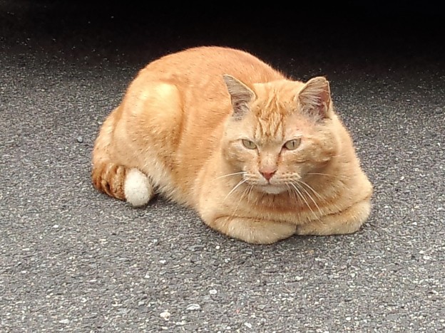 007 ふてぶてしい香箱茶トラ猫 写真共有サイト フォト蔵