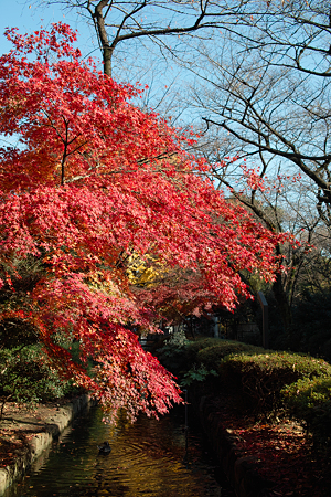 紅葉