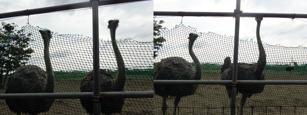 阿賀野川ダチョウ