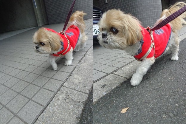 12月の朝散歩3