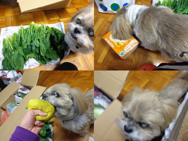 おじゃまむし