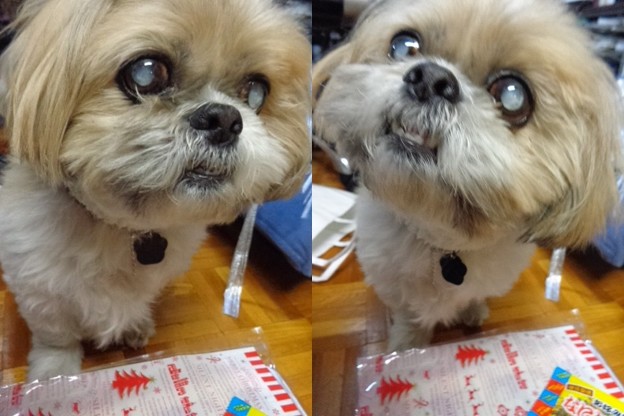 おじゃまむし可愛い