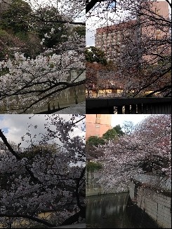 ママ誕生日桜2