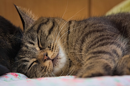 cat095