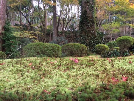 三千院こけ