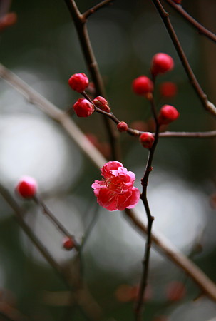 紅梅一輪開花～(o^∇^o)ﾉ　尾山神社