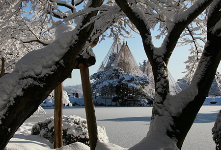 木の間から　雪吊り　(*^-^)ﾆｺ